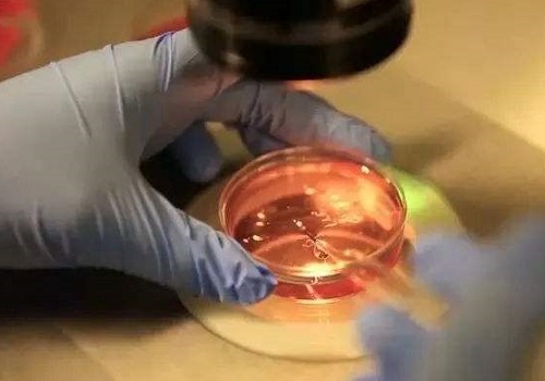 泰國(guó)試管嬰兒多少錢(qián)